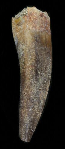 Fossil Plesiosaur Tooth - Morocco #39815